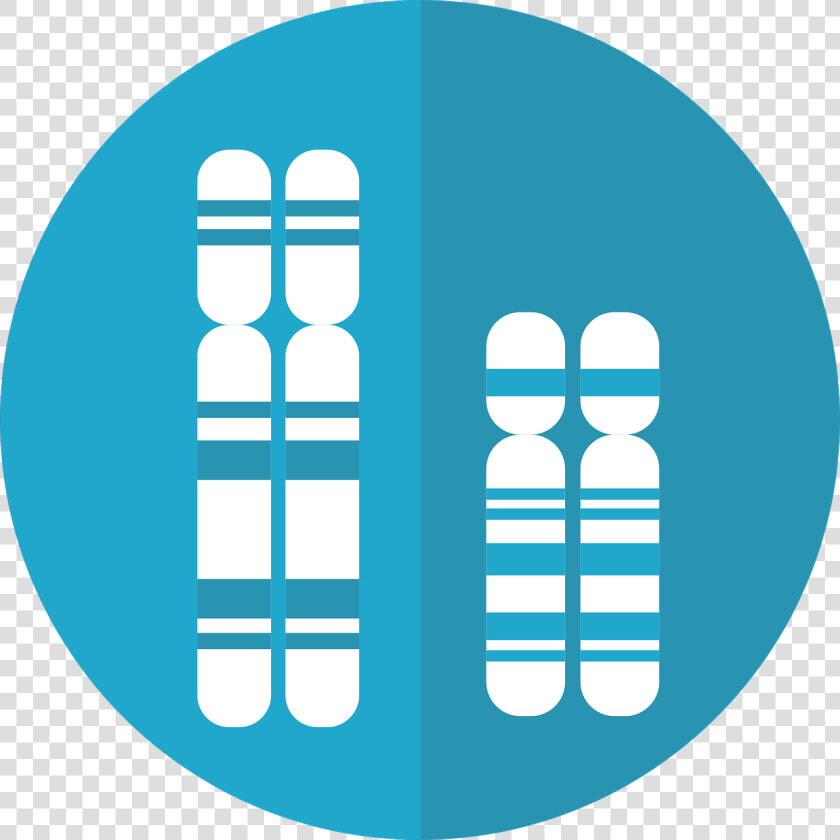 Chromosomes  Genetics  Dna  Genes  Chromosome   Chromosome Graphic  HD Png DownloadTransparent PNG