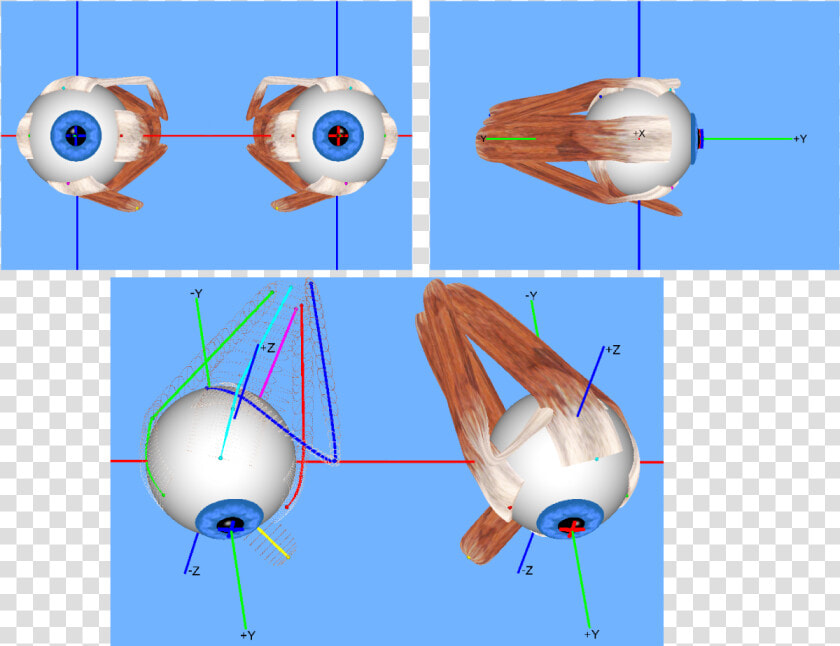 Extraocular Muscles   3d Extraocular Muscle Model  HD Png DownloadTransparent PNG