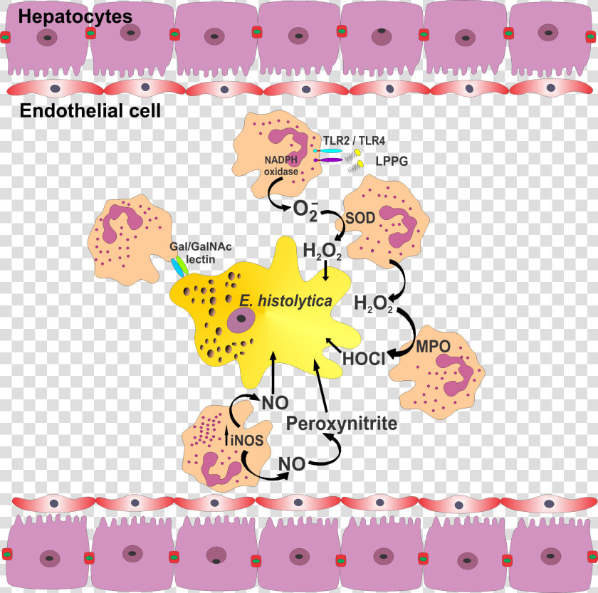 Parasite150072 fig1 Role Of Neutrophils In Rodent Amebic   Entamoeba Histolytica And Neutrophil  HD Png DownloadTransparent PNG