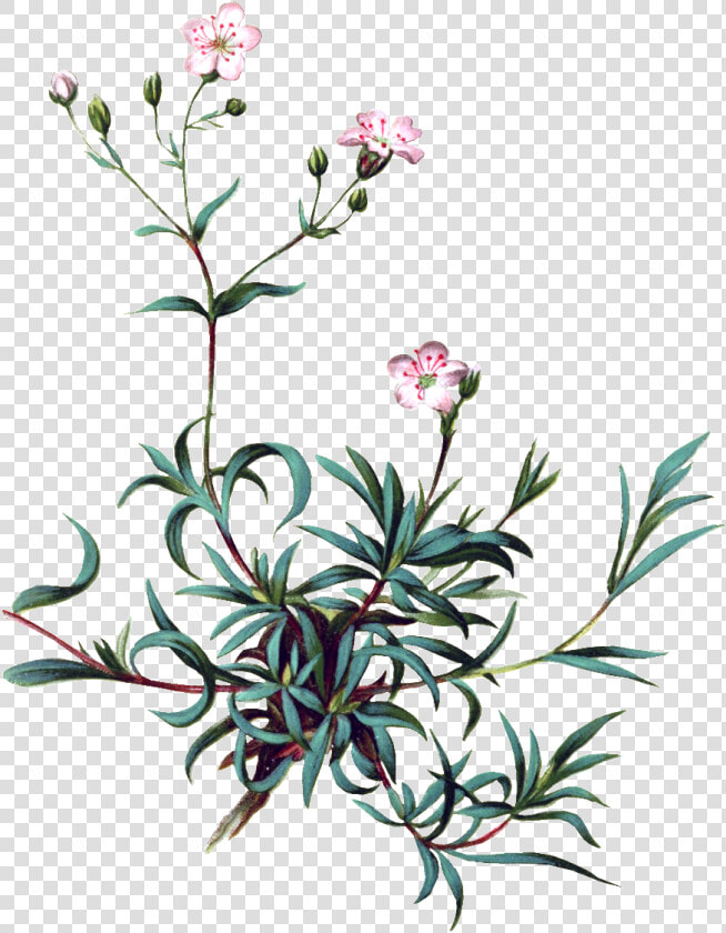 Pintado A Mano De Vivid Flor Planta Flores Png Transparente   Baby Breath Flower Clip Art Png  Png DownloadTransparent PNG