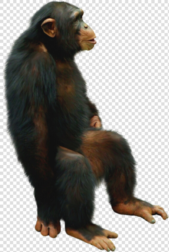  chimp  chimpanzee  sitting  freetoedit   Chimpanzee Png  Transparent PngTransparent PNG