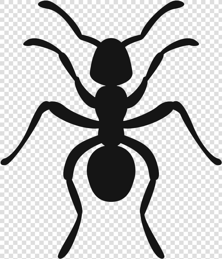 Icon3   Ant  HD Png DownloadTransparent PNG