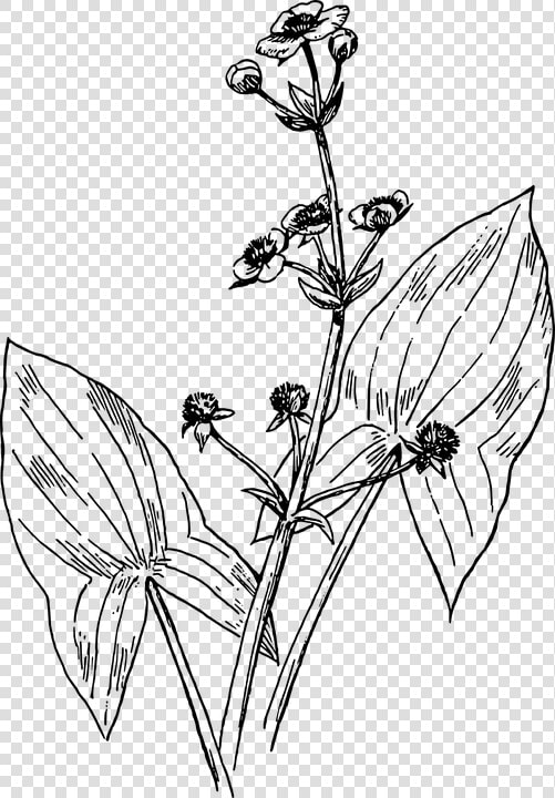 Broadleaf Arrowhead  Sagittaria Latifolia  Duck Potato   Arrowhead Aqua Plants Drawing  HD Png DownloadTransparent PNG