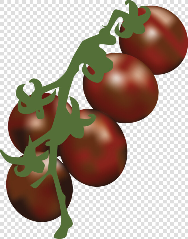 Transparent Tomatoe Clipart   Illustration  HD Png DownloadTransparent PNG