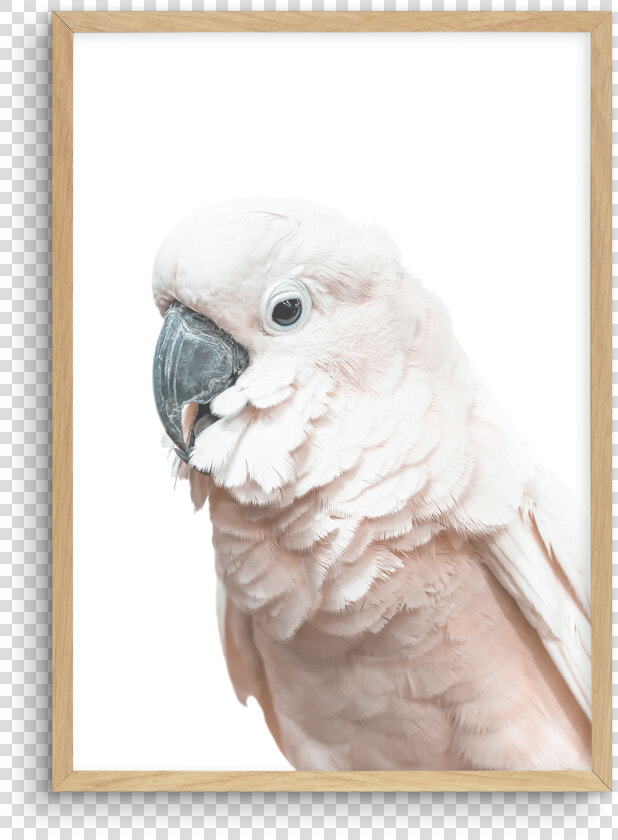 Cockatoo  HD Png DownloadTransparent PNG