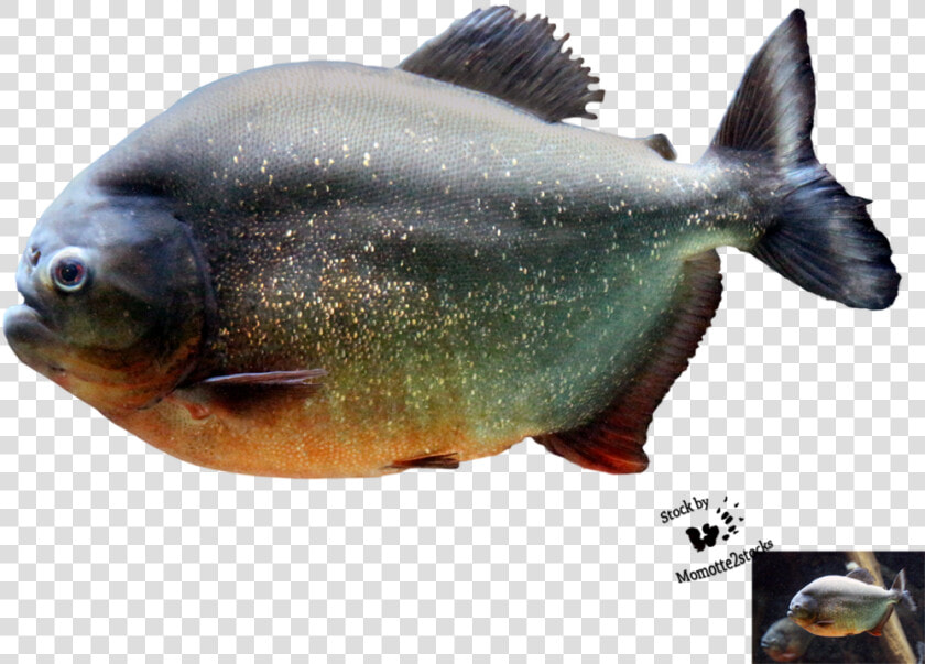 Piranha Png Image   Piranha Fish Png  Transparent PngTransparent PNG