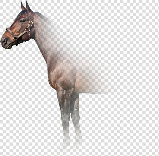 Stallion  HD Png DownloadTransparent PNG