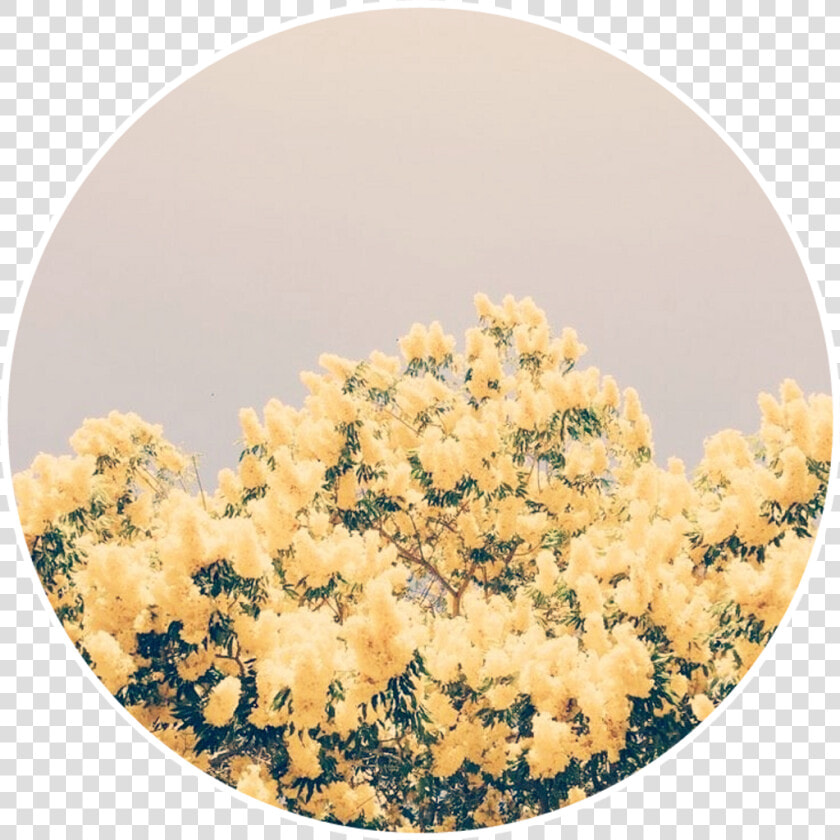 Yellow Flowers Yellowflowers Aesthetic Background   Pastel Yellow Aesthetic Backgrounds  HD Png DownloadTransparent PNG