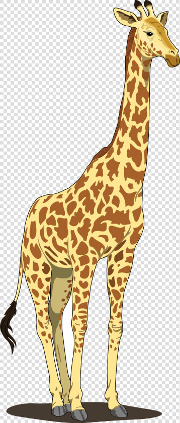 Giraffe   Giraffe Clipart Png  Transparent PngTransparent PNG