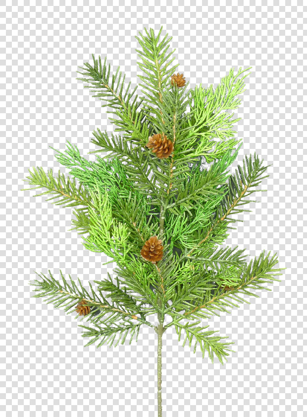 Pine  Cedar   amp  Pinecone Spray   Ferns In French  HD Png DownloadTransparent PNG