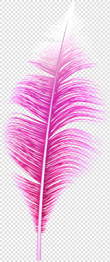 Pink Feather Png   Transparent Pink Feather Png  Png DownloadTransparent PNG