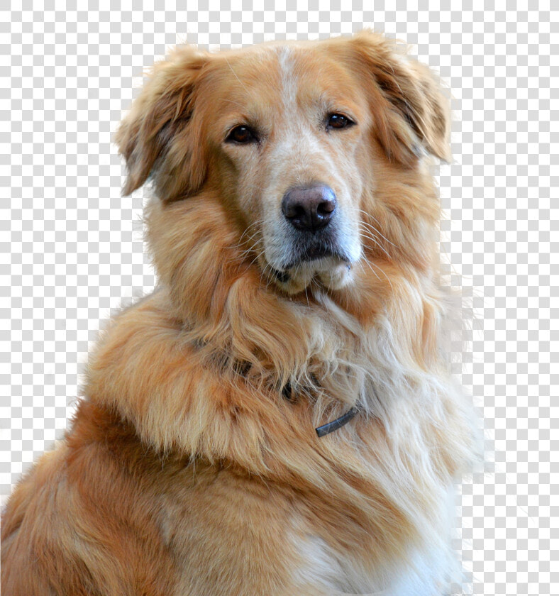 Embark Guide To Golden Retrievers  HD Png DownloadTransparent PNG