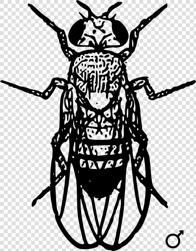 Locus Sniper Png   Png Download   Bobbed Gene In Drosophila  Transparent PngTransparent PNG