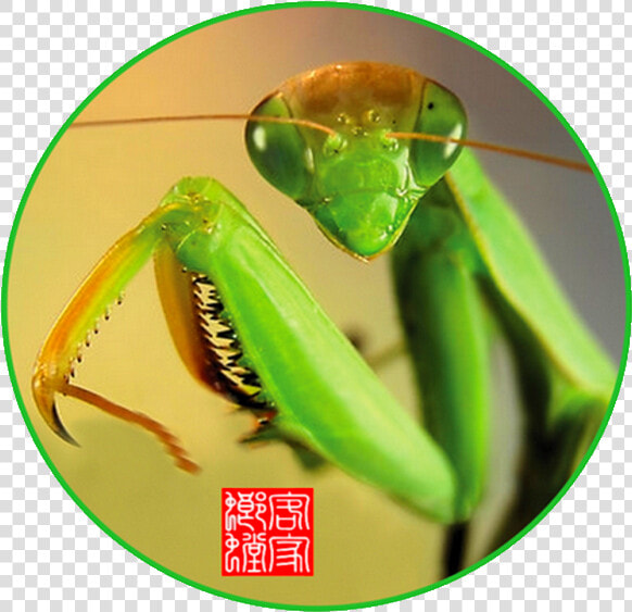 Mantidae  HD Png DownloadTransparent PNG