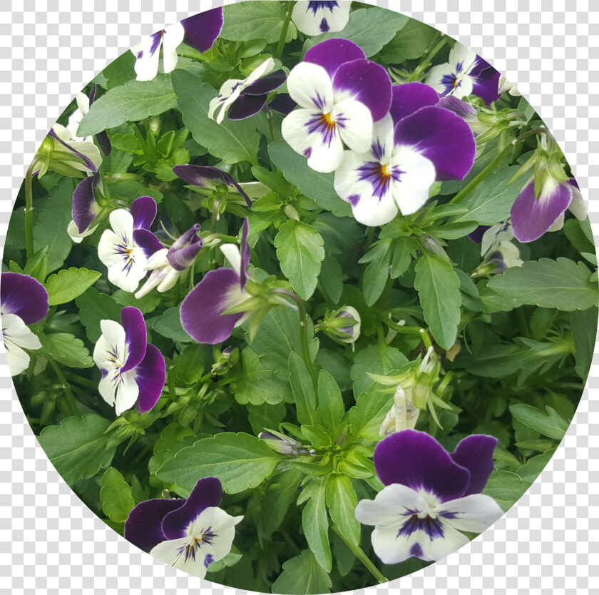 Pansy Png  Transparent PngTransparent PNG