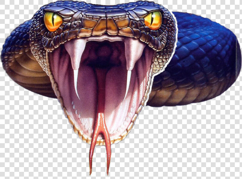 Black Mamba Snake Png Photo   Snake Black Mamba Png  Transparent PngTransparent PNG