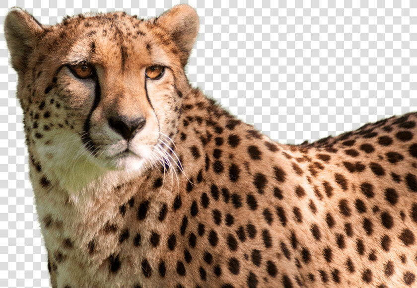 Cheetah Png High quality Image   Cheetah Head Transparent Background  Png DownloadTransparent PNG