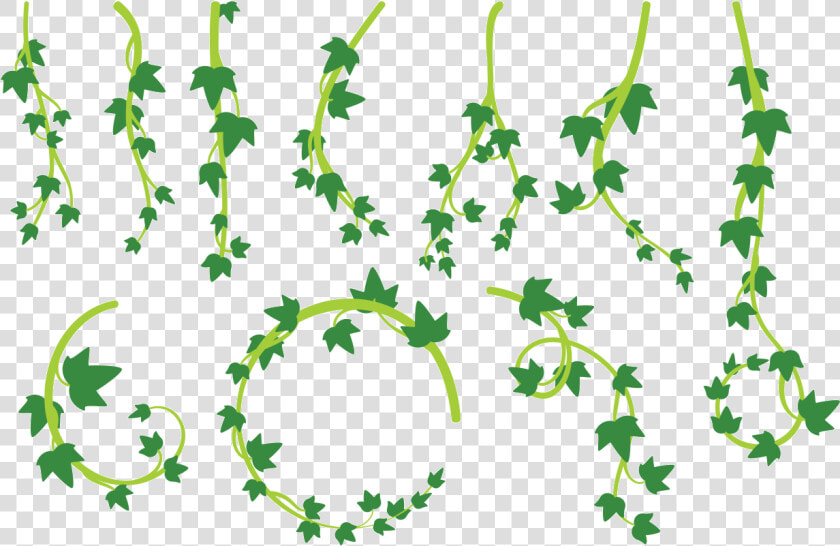 Liana Leaves Vector   Lianas Png  Transparent PngTransparent PNG