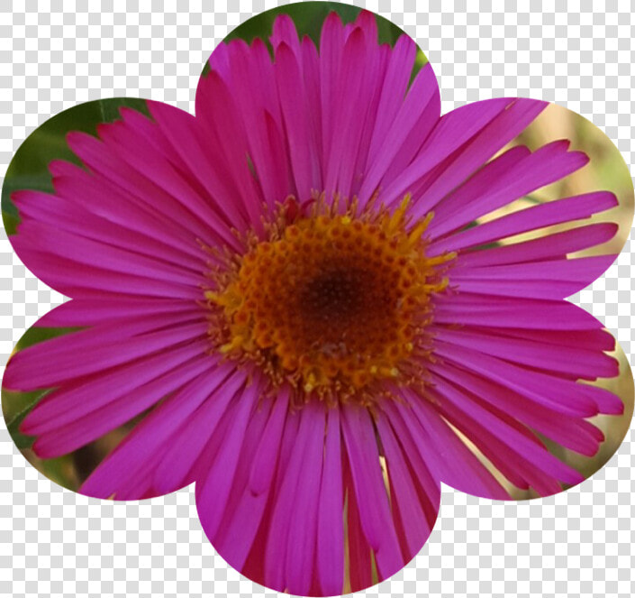 Transparent Florecitas Png   Barberton Daisy  Png DownloadTransparent PNG