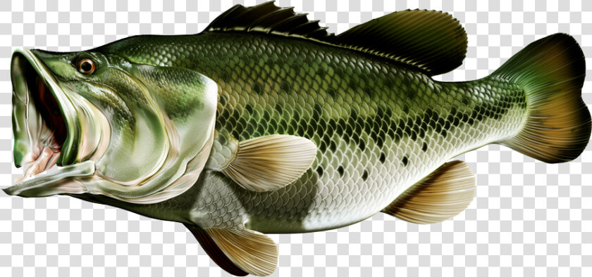 Bass Fish Png Largemouth  Transparent PngTransparent PNG