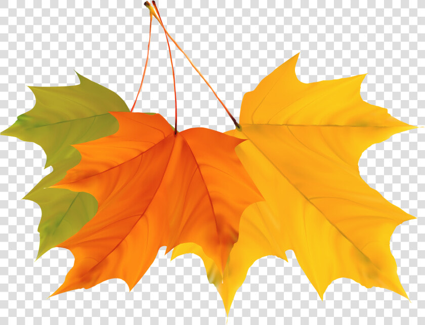 Maple Leaf Autumn   Autumn Leaves Png Vector  Transparent PngTransparent PNG