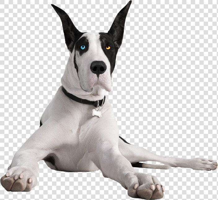 Your Cart Is Empty   Pergo The Great Dane  HD Png DownloadTransparent PNG