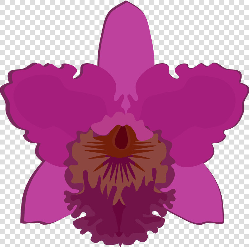 Cattleya 07b   Orchid Flower Clip Art  HD Png DownloadTransparent PNG