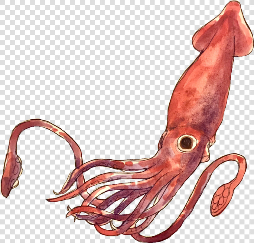 Transparent Giant Squid Png   Squid Png  Png DownloadTransparent PNG