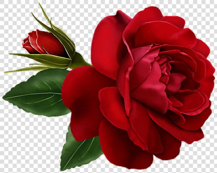  red  roses  rosas  rojas  foryou  bemyvalentine  valentinesday   Rose Flower Gif  HD Png DownloadTransparent PNG