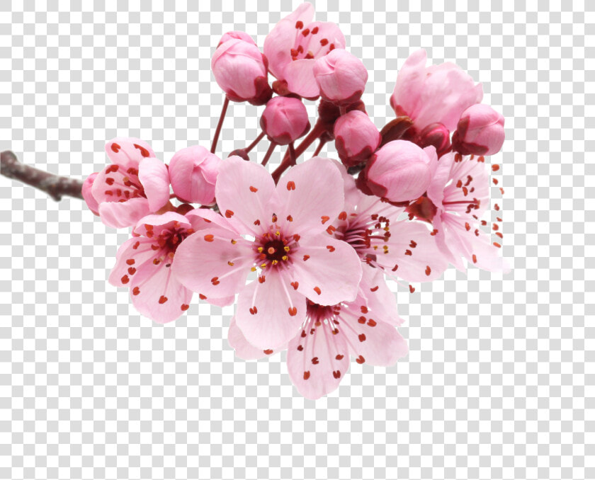 Cherry Blossom Petals Png   Flower Cherry Blossom Png  Transparent PngTransparent PNG