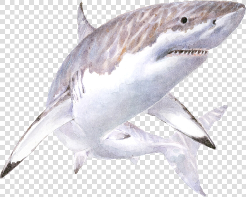 White Shark Illustration   Great White Shark Illustration  HD Png DownloadTransparent PNG