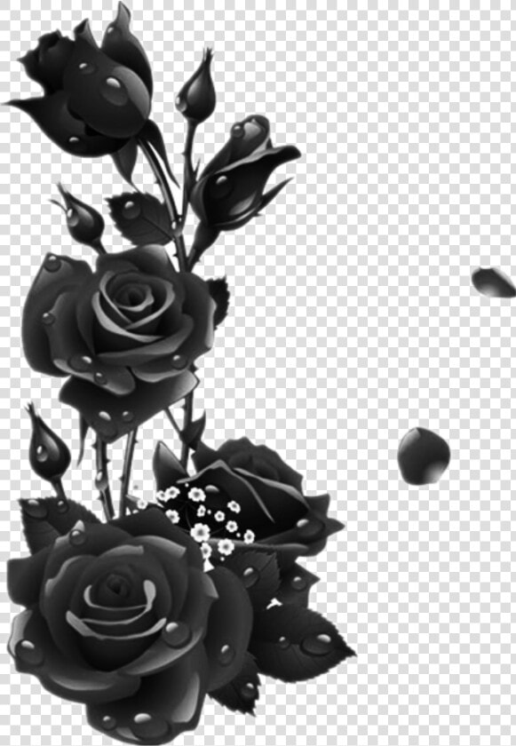  roses  black  rose  leaves  garden  drops   Black Rose Frame Transparent  HD Png DownloadTransparent PNG