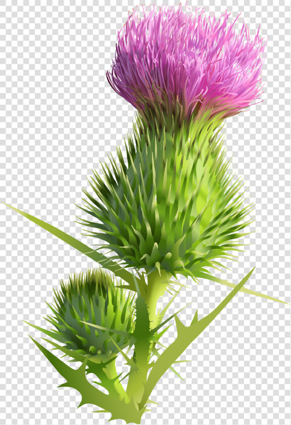 Clip Art Scottish Thistle  HD Png DownloadTransparent PNG