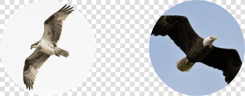 People Sometimes Confuse Ospreys With Eagles  But The  HD Png DownloadTransparent PNG