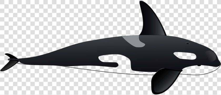 Family Clipart Whale   Killer Whale Clipart Transparent  HD Png DownloadTransparent PNG