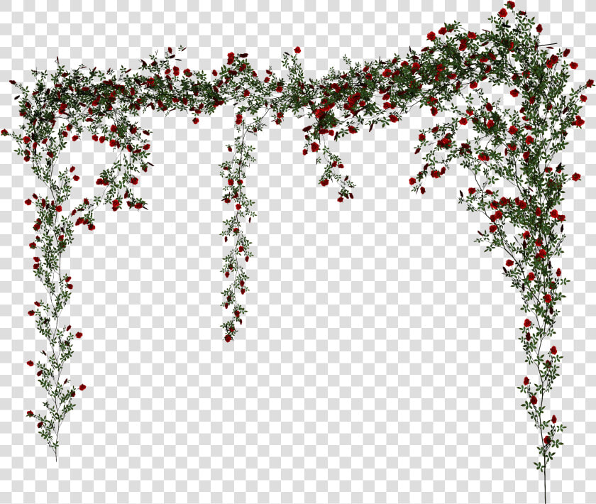 Beach Rose Vine   Rose Vine Png  Transparent PngTransparent PNG