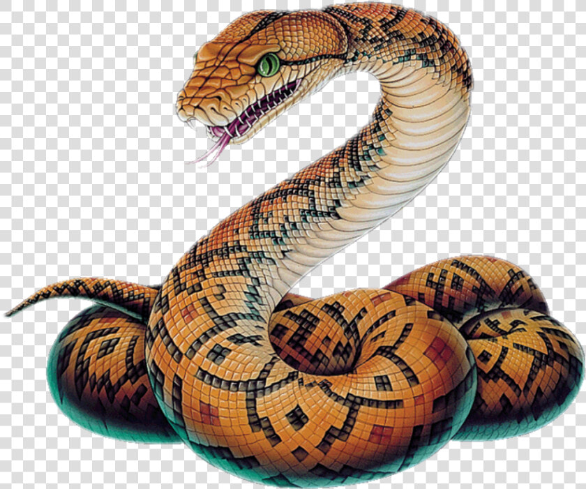 Hd Snake Clipart Boa   Snake Png  Transparent PngTransparent PNG