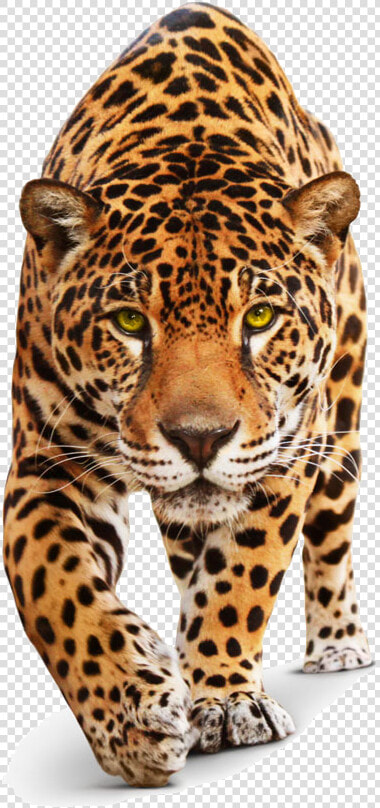 Jaguar Transparent Leopard   Cat Jaguar  HD Png DownloadTransparent PNG