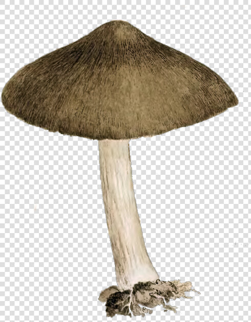 Vector Mushroom Vintage   Vintage Mushroom Png  Transparent PngTransparent PNG