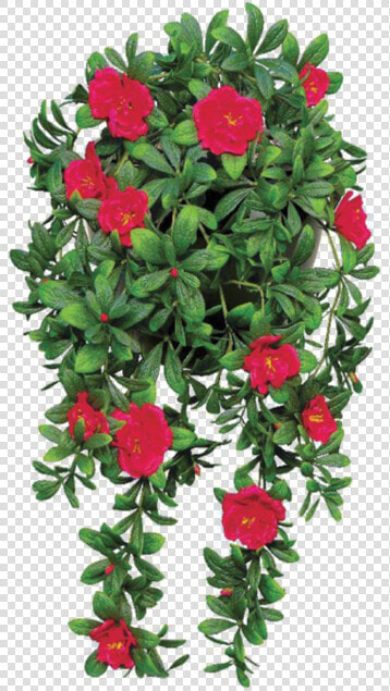 Flower Png File By Theartist100 d7alu19   Hanging Plant With Small Red Flowers  Transparent PngTransparent PNG