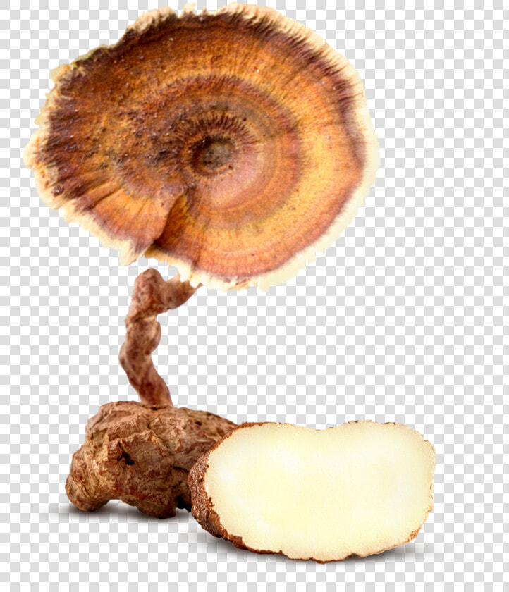 Tiger Milk Mushroom   Tiger Milk Mushroom Png  Transparent PngTransparent PNG