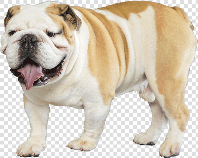 Bulldog Png Transparent Images   English Bulldog Transparent Background  Png DownloadTransparent PNG