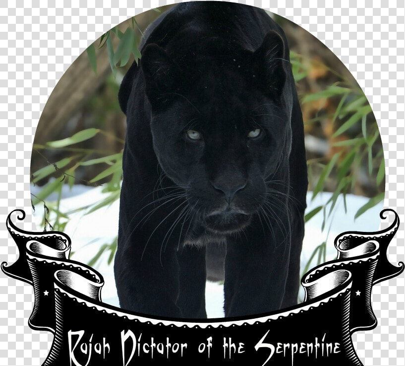 Black Panther Face Snow Walking Big Cat Winter Predator   Panther Wallpaper Hd  HD Png DownloadTransparent PNG