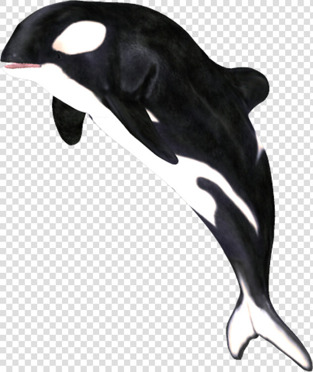 Killer Whale marine Dolphin fin common Common Dolphin common   Png Whale  Transparent PngTransparent PNG