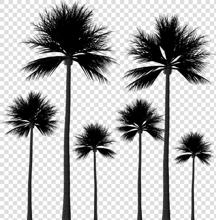 Silhouette  Palm Trees  Tree Silhouette  Scrapbook   Palm Trees Png Background  Transparent PngTransparent PNG