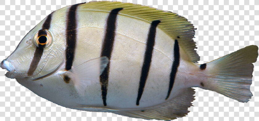 Transparent Tang Png   Convict Tang  Png DownloadTransparent PNG