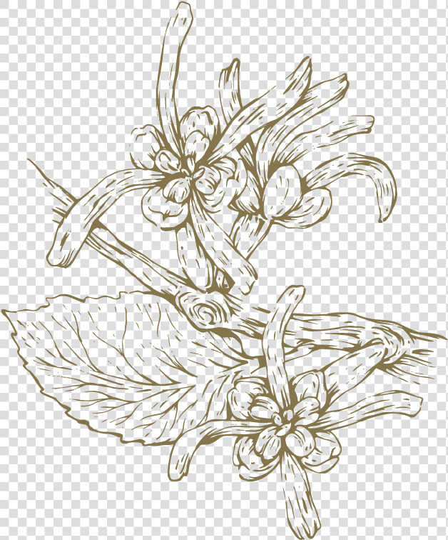 Witch Hazel Flower Line Drawing  HD Png DownloadTransparent PNG