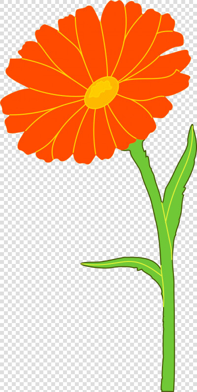 Marigold Free Cut Out Png Images   Marigold Clipart  Transparent PngTransparent PNG