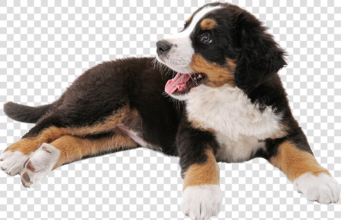 Bernese Mountain Dog Puppy Dalmatian Dog Tosa Miniature   Transparent Bernese Mountain Dog Png  Png DownloadTransparent PNG