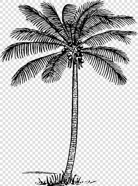 28 Collection Of Coconut Clipart Black And White Png   Palm Clipart Black And White  Transparent PngTransparent PNG